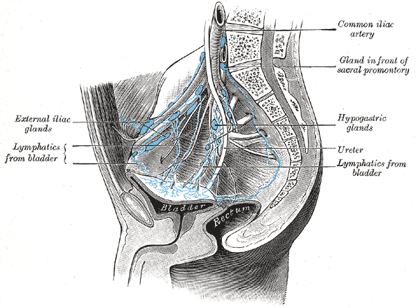 <p>Lymphatics of the Bladder