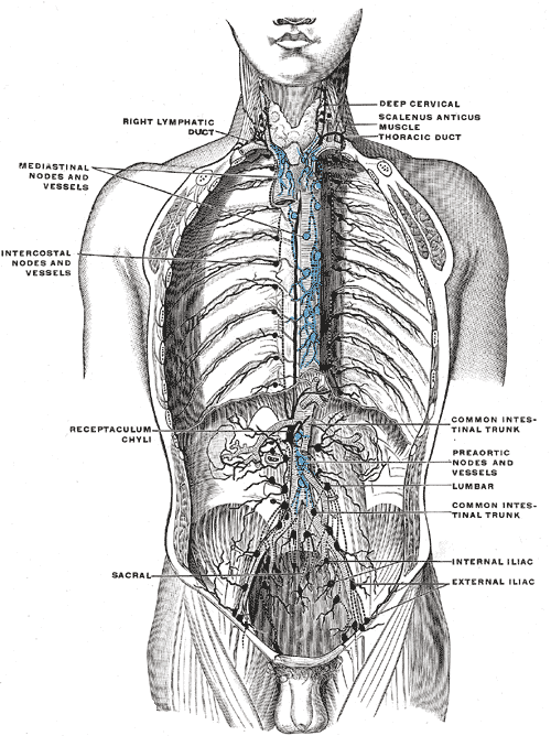 <p>Deep Lymph Nodes and Vessels of the Thorax and Abdomen