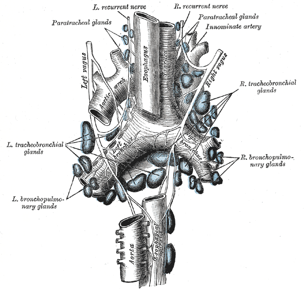 <p>Lymphatics and Neurovascular Relations of the Trachea
