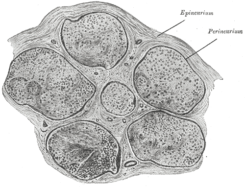 <p>Nerve Fascicle and Connective Tissue Layers