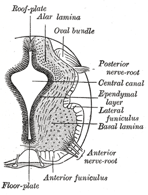 <p>Neural Tube, Neurology