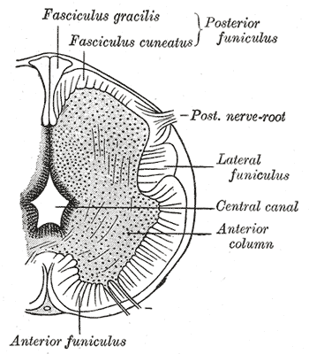 <p>Neurology, Neural Tube.</p>