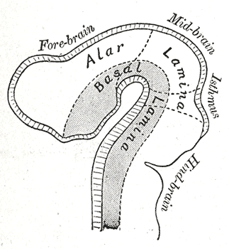 <p>Embryology, Development of the Nervous System