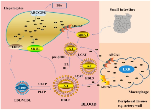 Reverse cholesterol transport
see Text Pathophysiology section for explanation