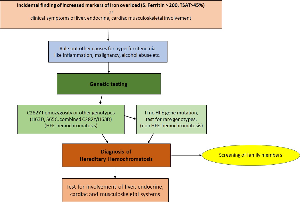 <p>Flow Chart for the Investigation of Hereditary Hemochromatosis.</p>