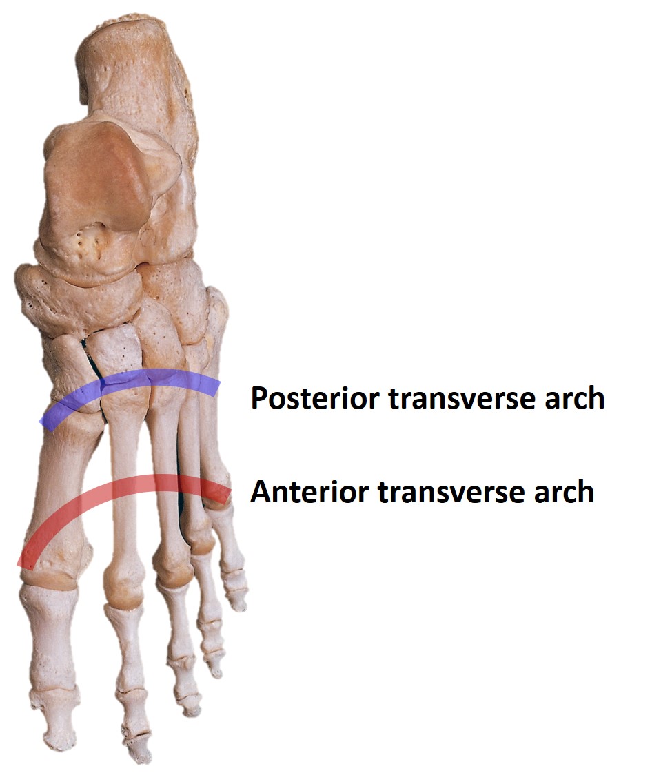 <p>Transverse Arch of the Foot