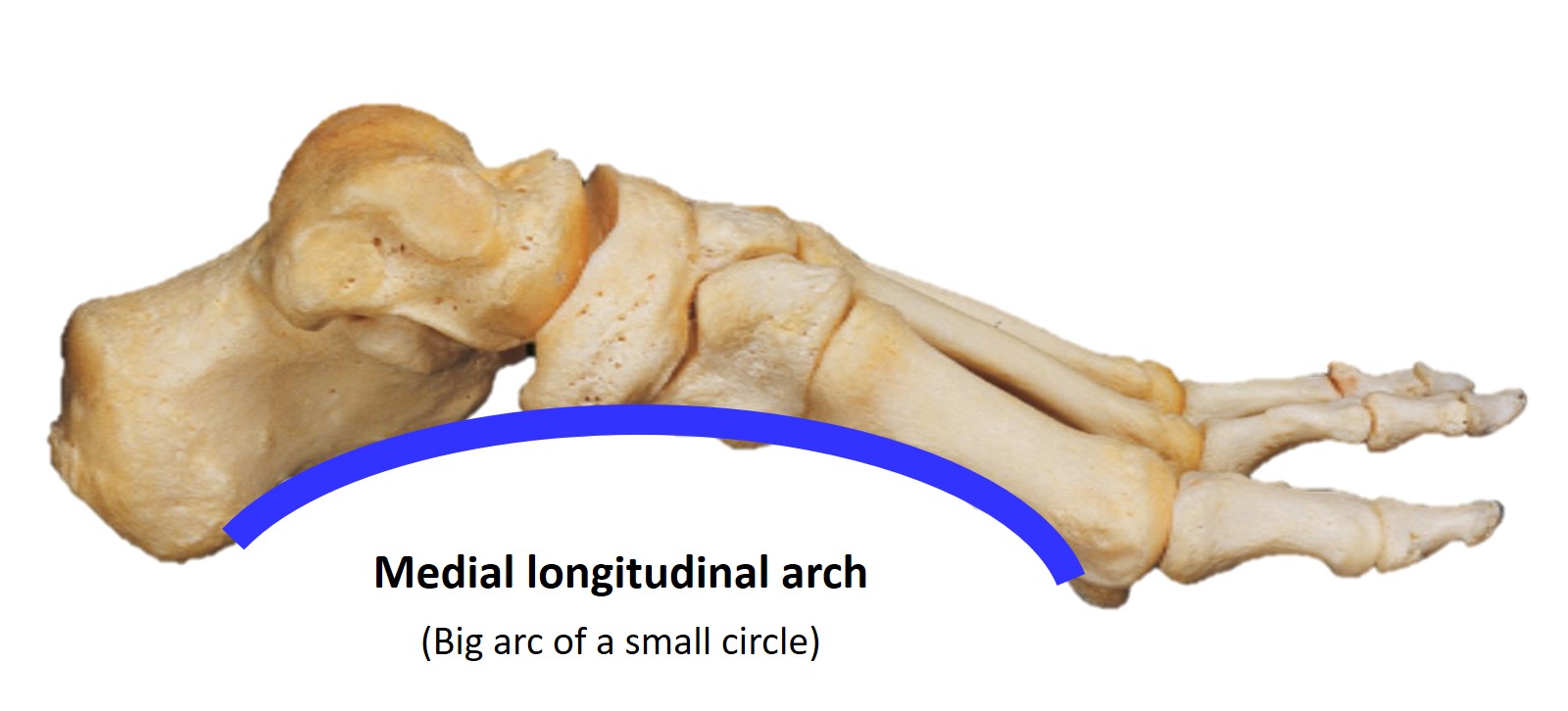 <p>Medial Longitudinal Arch of the Foot