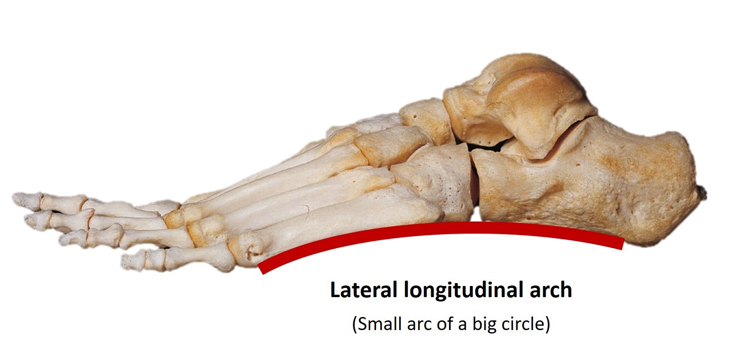 <p>Lateral Longitudinal Arch of the Foot