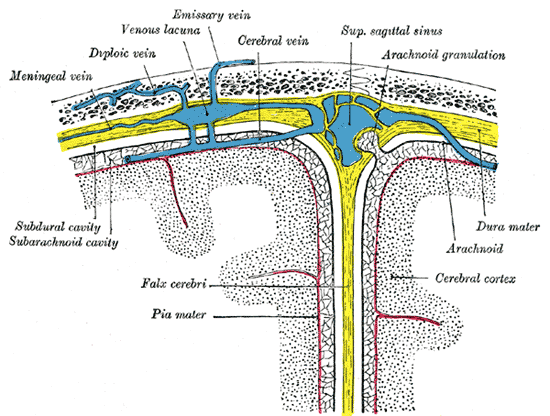 <p>Skull Cross Section