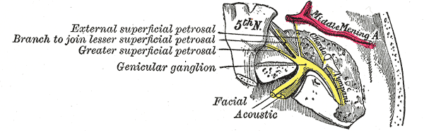 <p>The Facial Nerve