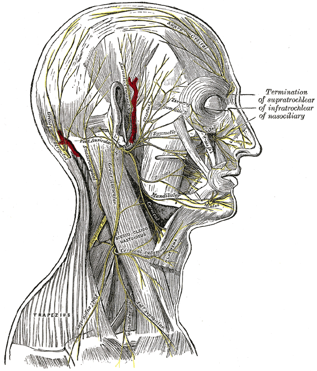 <p>Superficial Nerves of the Head and Neck