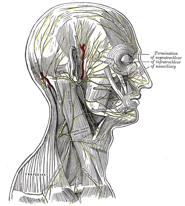 <p>The Anterior Divisions: The Nerves of the Scalp, Face, and Side of the Neck.</p>