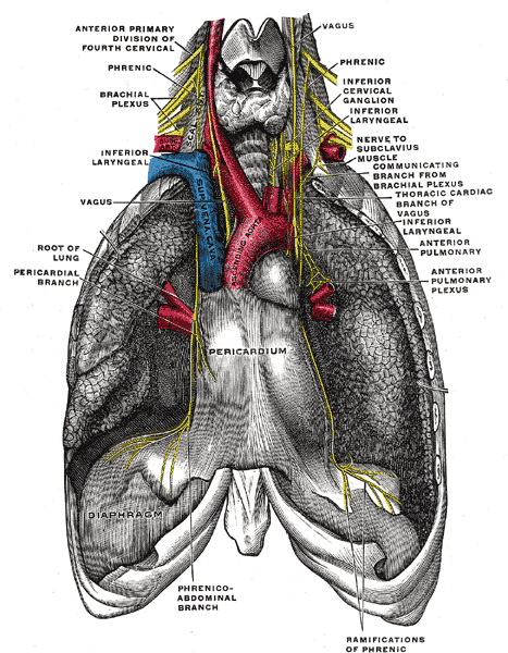 <p>Anatomical Relations of the Superior Mediastinum and Diaphragm