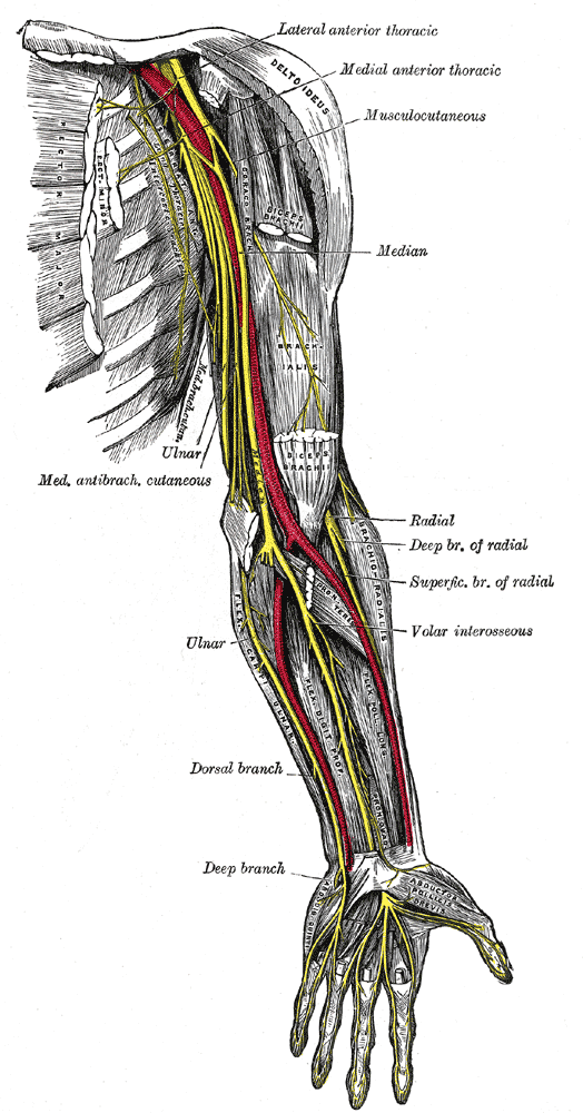 <p>Nerves and Blood Vessels of the Arm and Forearm, Anterior View