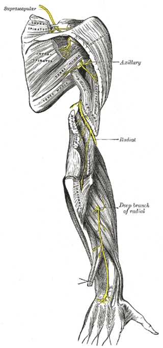 <p>Nerves of the Posterior Upper Limb