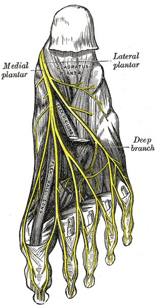 <p>Plantar Foot Anatomy, Innervation
