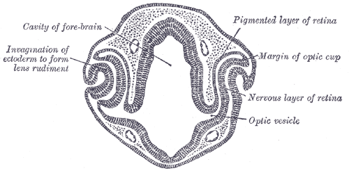 <p>Development of the Embryonic Eye