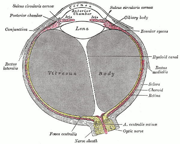 <p>Horizontal Section of the Human Eye