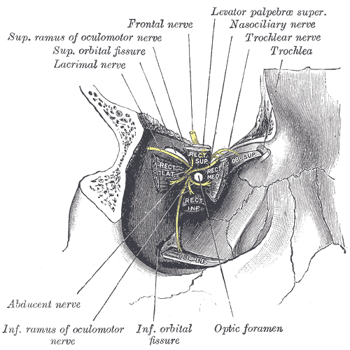 <p>Right Eye Muscles and Nerves at the Superior Orbital Fissure