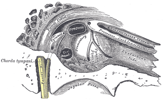 <p>Tympanic Cavity