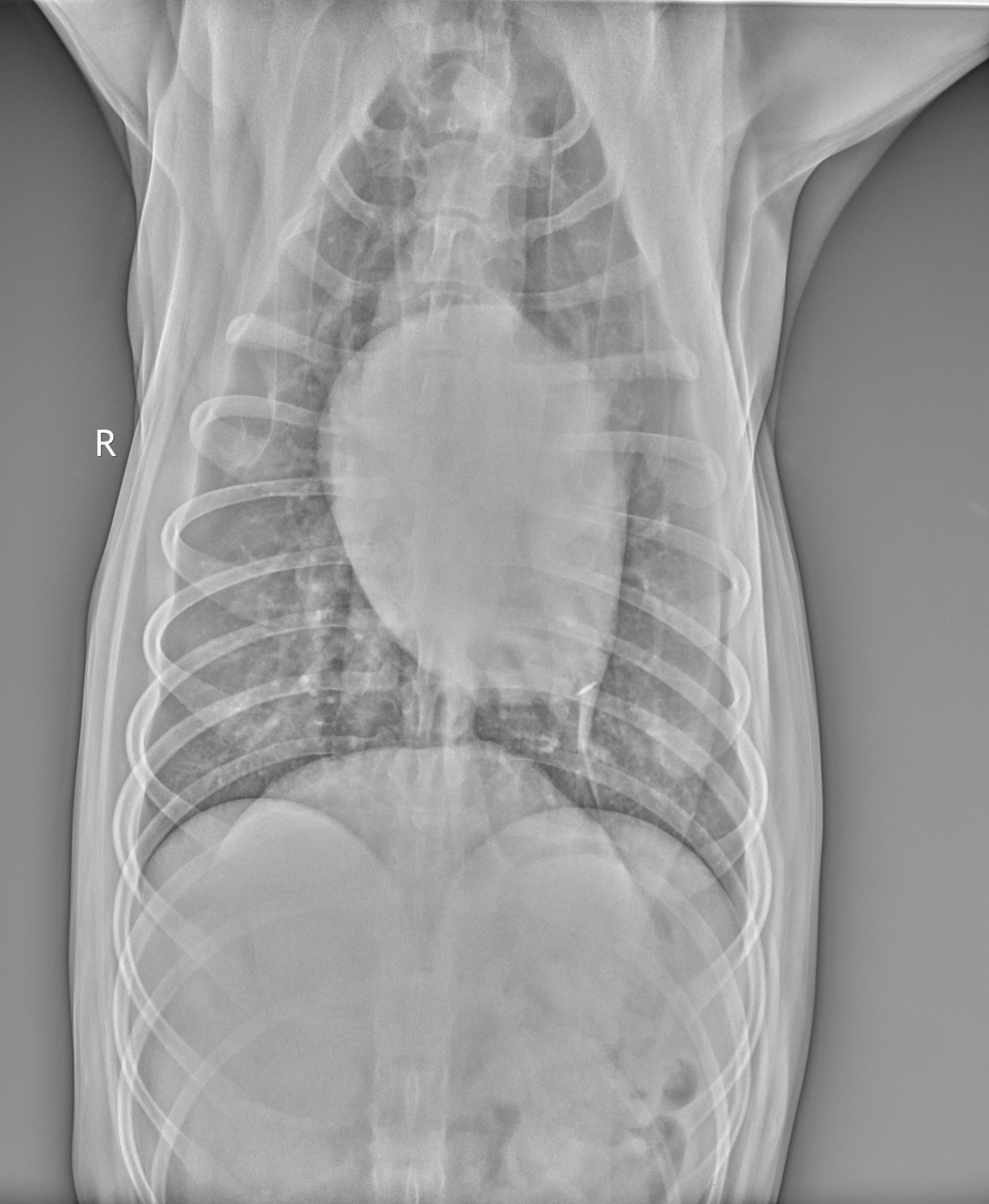 <p>Ventrodorsal Radiograph of Normal Canine Costophrenic Margins