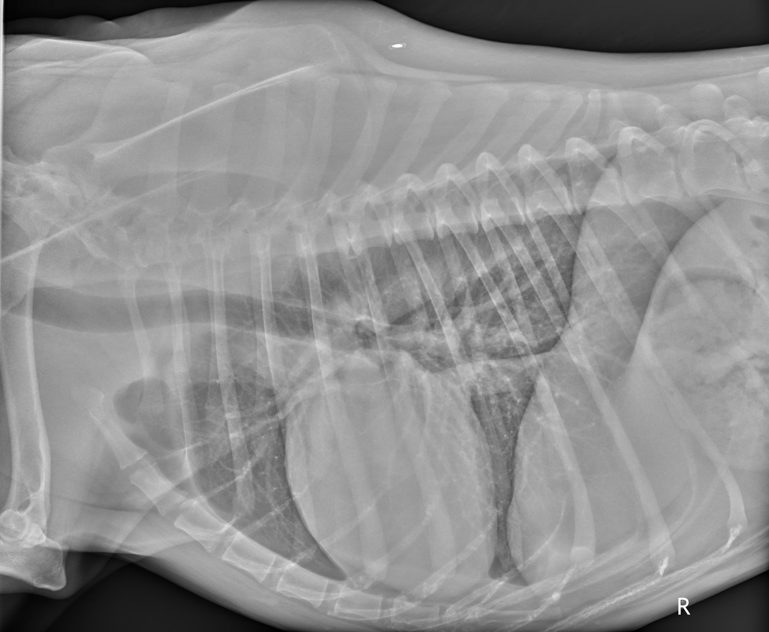 <p>Lateral View of Normal Canine Lung Fields