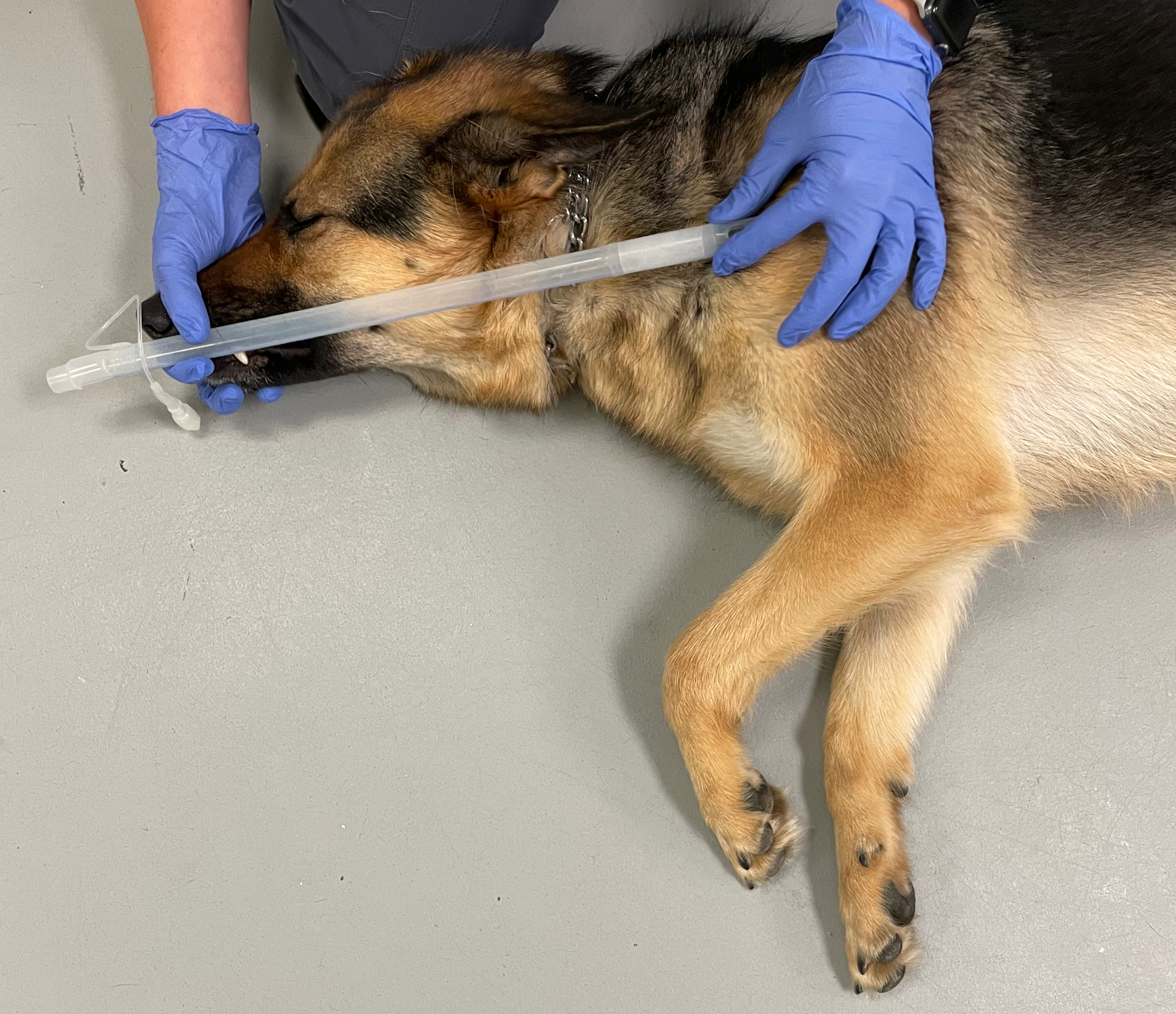 <p>Landmarks for Estimating Canine Endotracheal Intubation Depth
