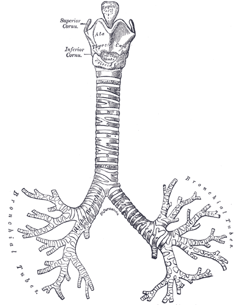 <p>Anatomy of the Tracheobronchial Tree