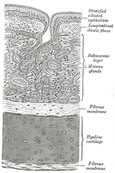 <p>Transverse Section of the Tracheal Wall