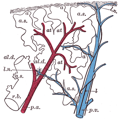 <p>Pulmonary Artery and Vein Distribution in a Primary Lobule