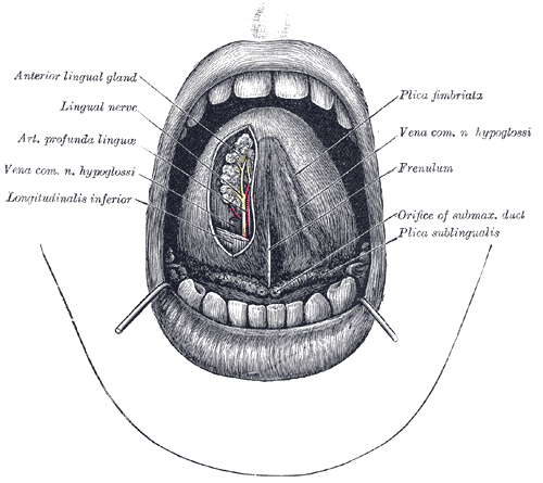 <p>The Mouth Cavity