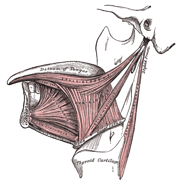 <p>The Mouth and Extrinsic Muscles of the Tongue