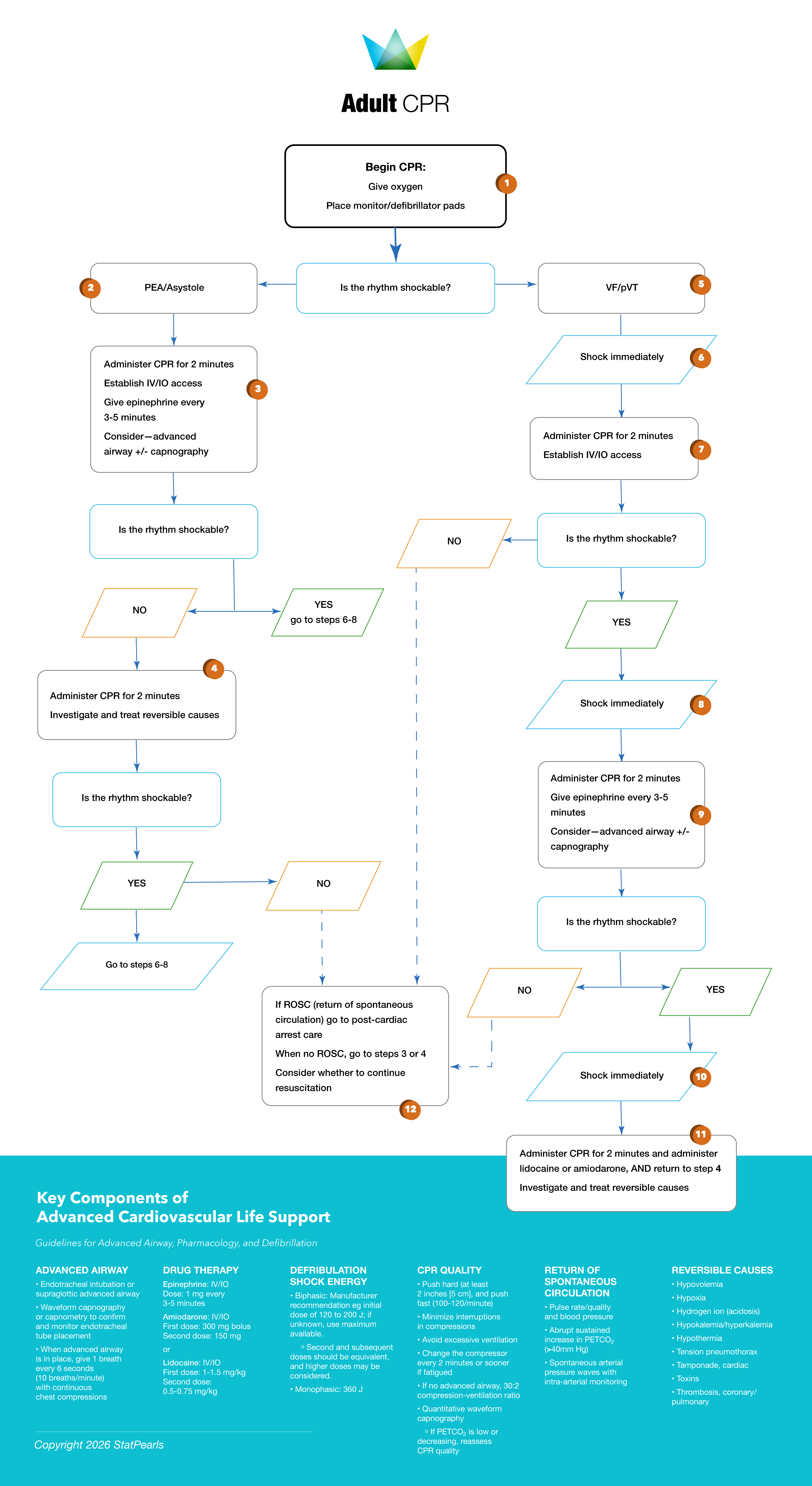 <p>Adult Cardiac Arrest Algorithm 2020
