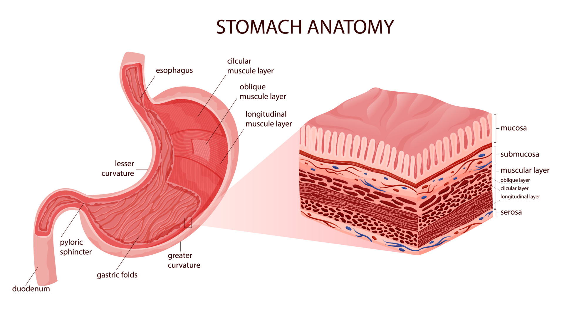 <p>Stomach Anatomy