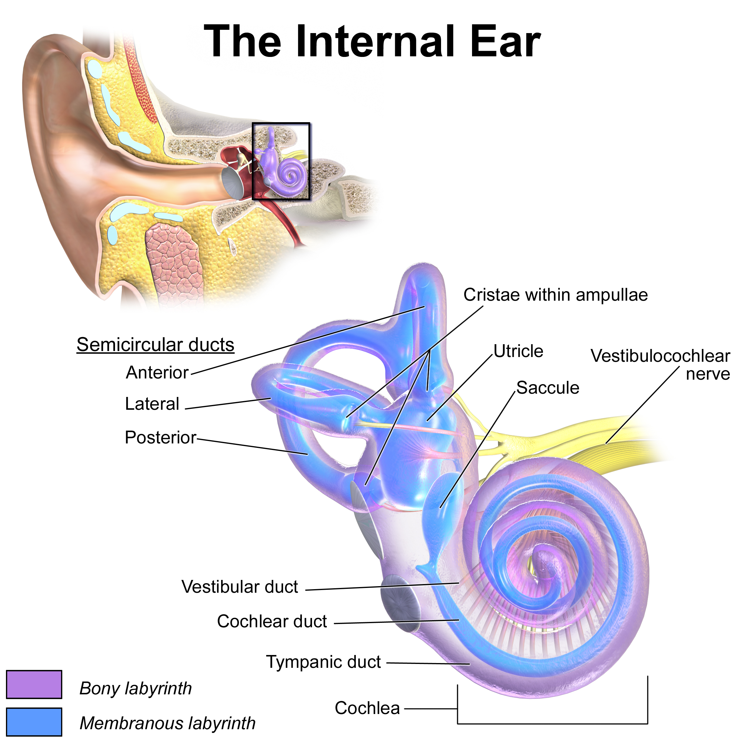 <p>Inner ear anatomy</p>
