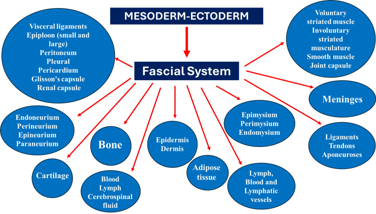 <p>Structural Elements Identified as Connective Tissue