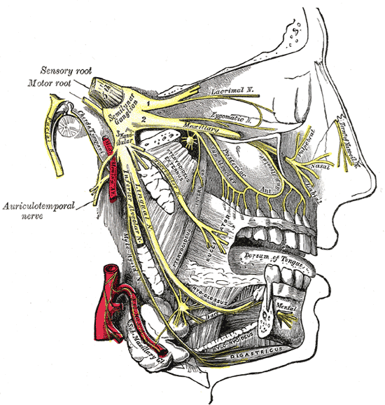 <p>Maxillary and Mandibular Nerve Distribution