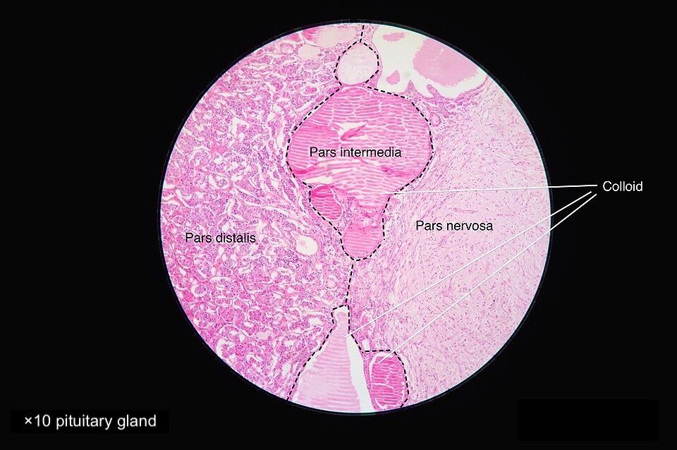 <p>Normal Pituitary Gland Cells, Histology