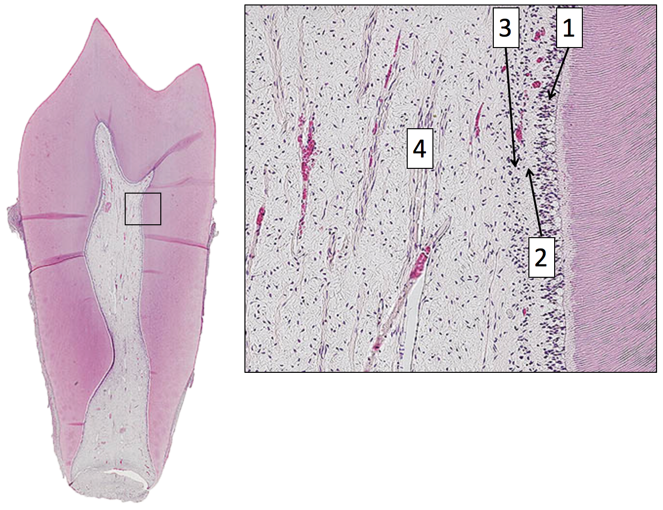 <p>Dental Pulp Histology