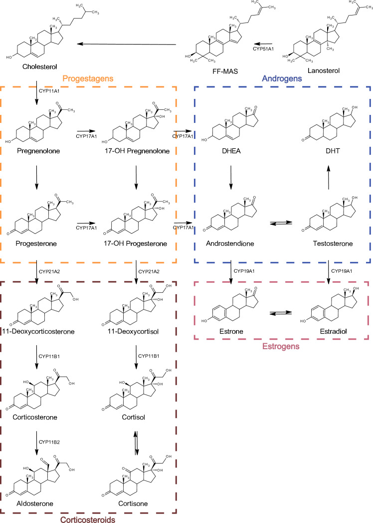 <p>Steroid biosynthesis pathway