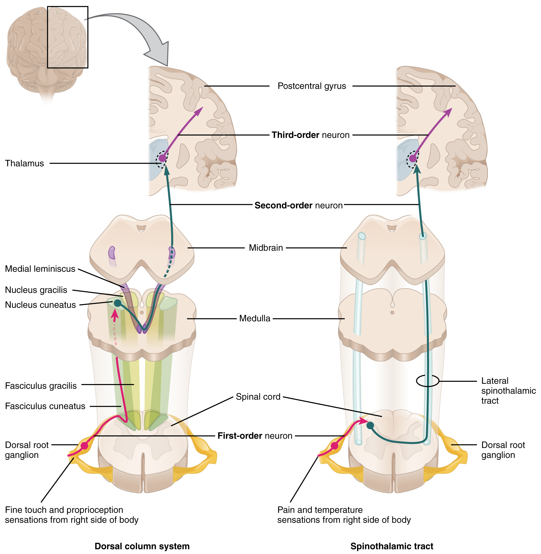 <p>Ascending Sensory Pathways