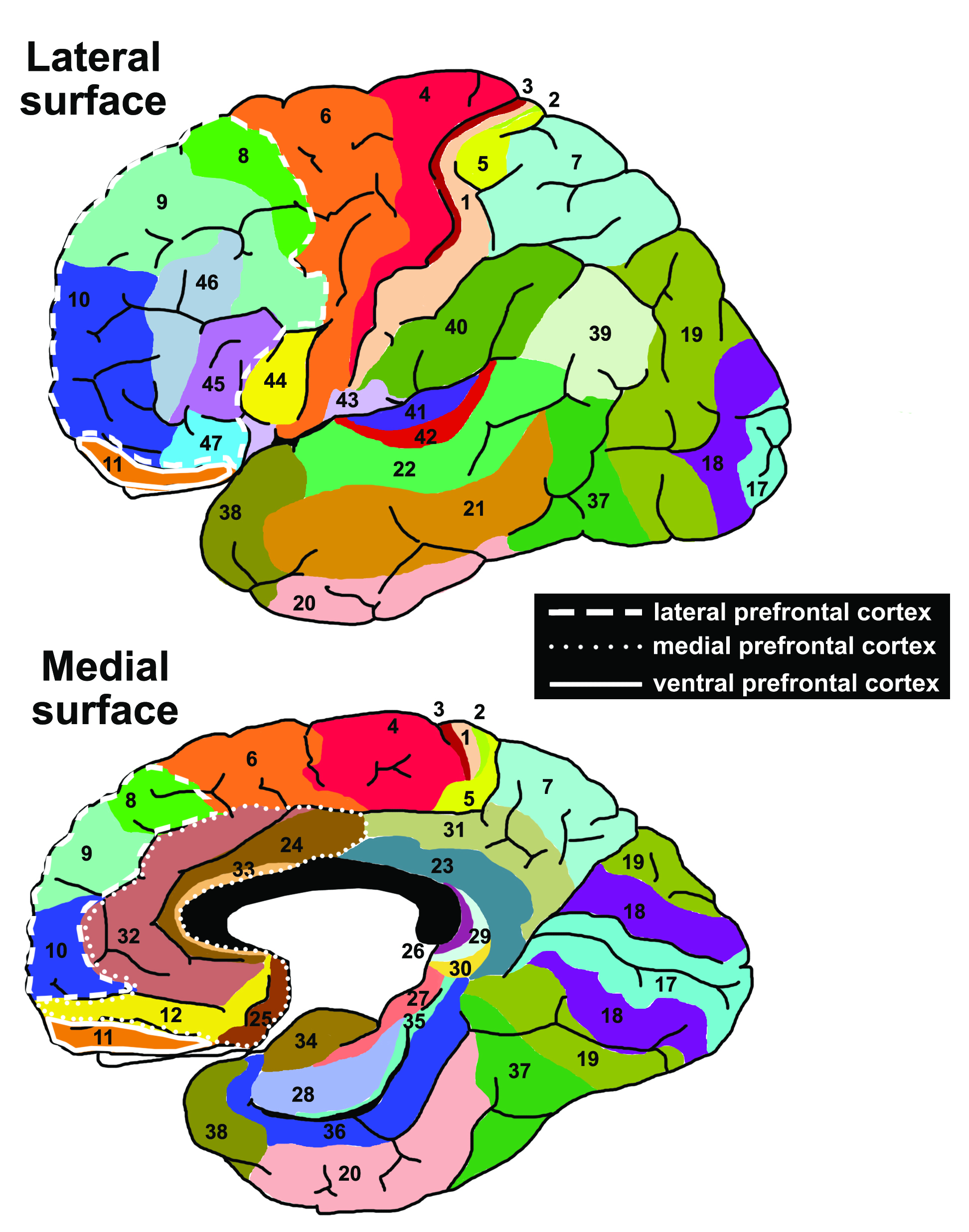 <p>Brodmann Areas Overview