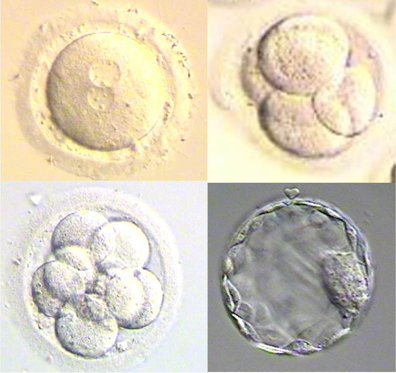<p>Stages of Embryo Development