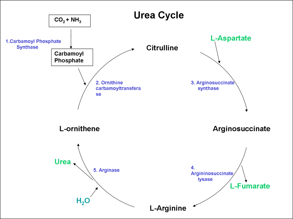 <p>Urea Cycle. This image shows a diagram of the urea cycle pathway.</p>