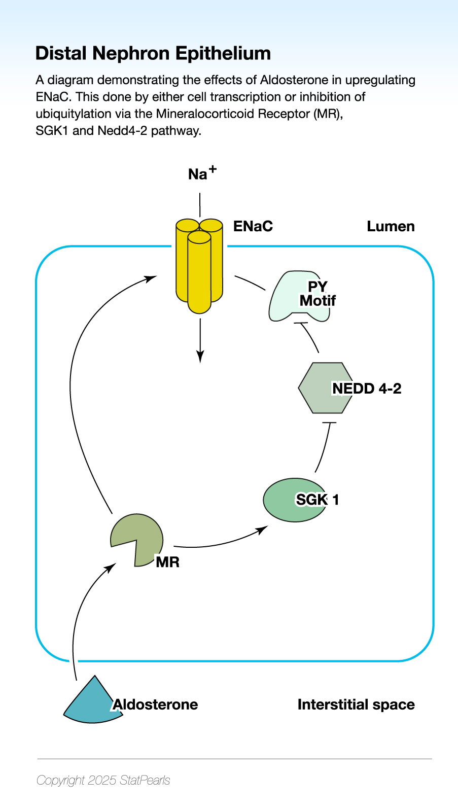 <p>Down-Regulation of Mutation in the Epithelial Sodium Channel (ENaC) Expression via Mineralocorticoid Receptors and Ubiquitylation