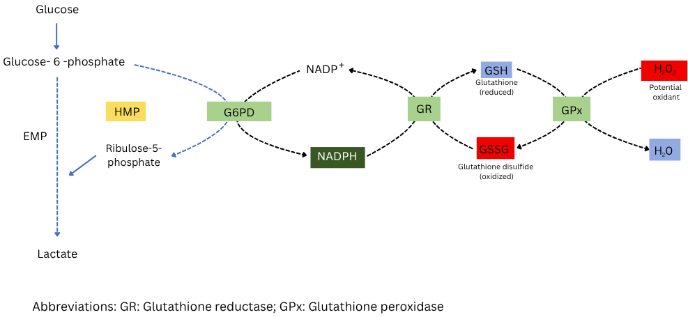 <p>Glucose-6-Phosphate Dehydrogenase (G6PD) Deficiency