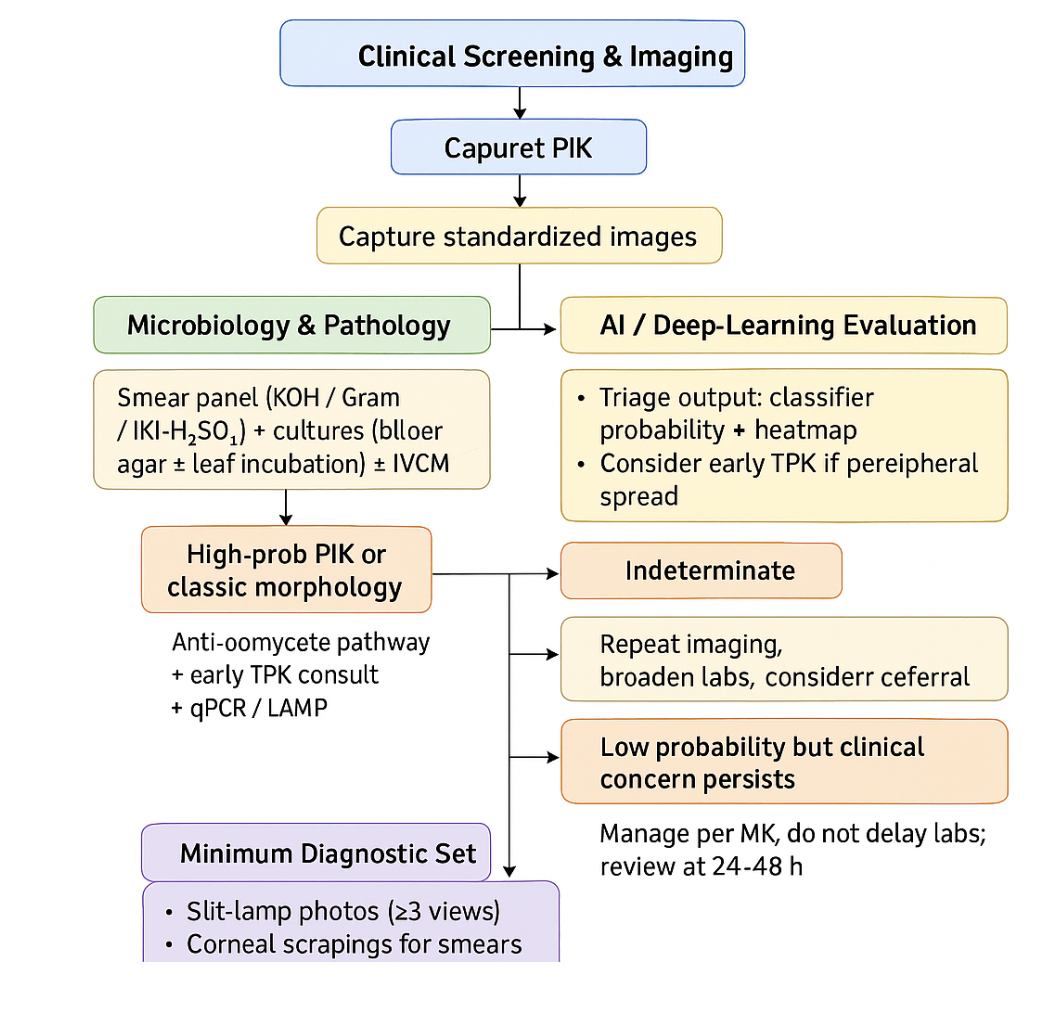 <p>Schematic diagram depicting staging of Pythium insidiosum keratitis&nbsp;</p>