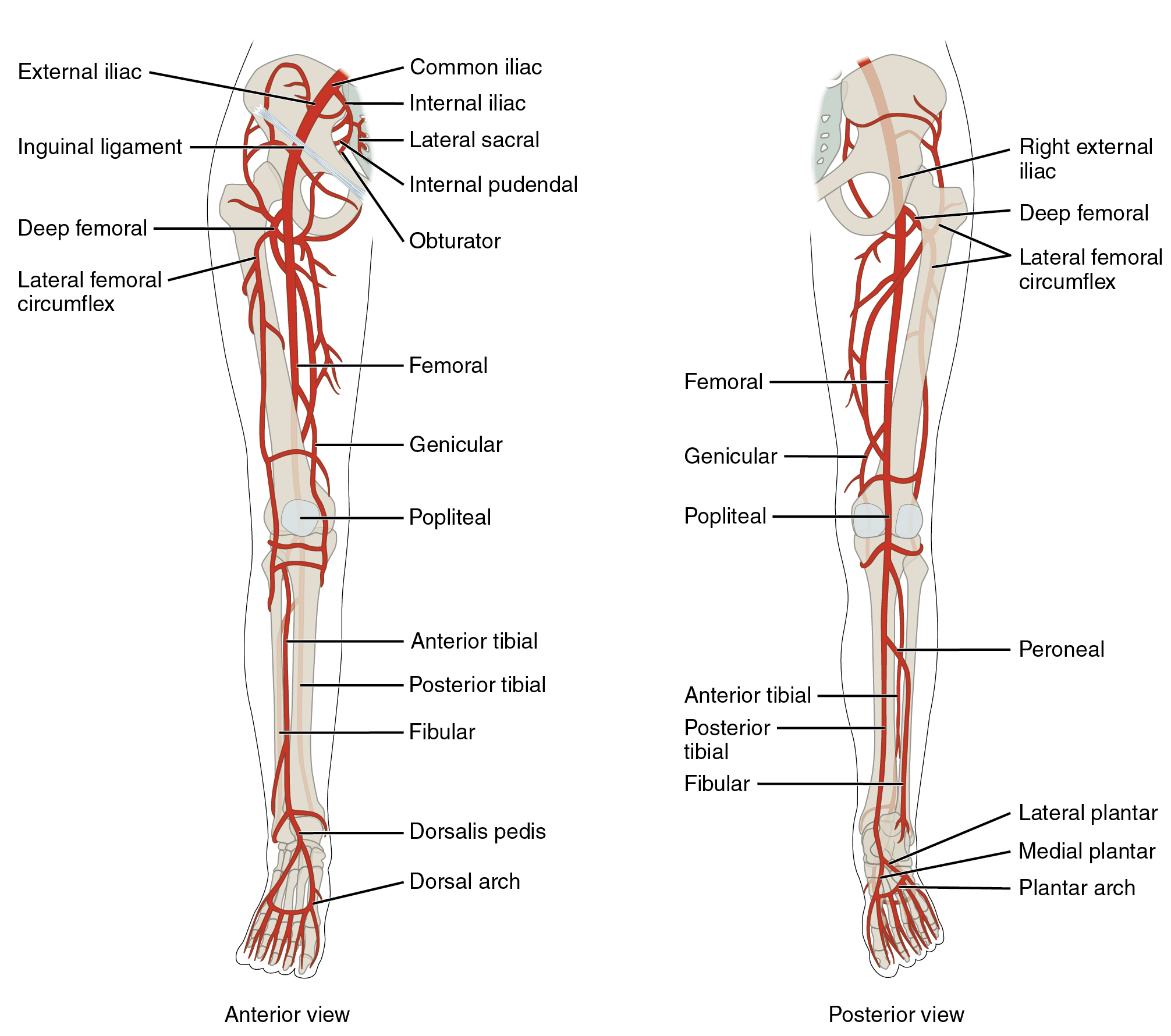 <p>Arteries of the Lower Limb, Anterior and Posterior Views