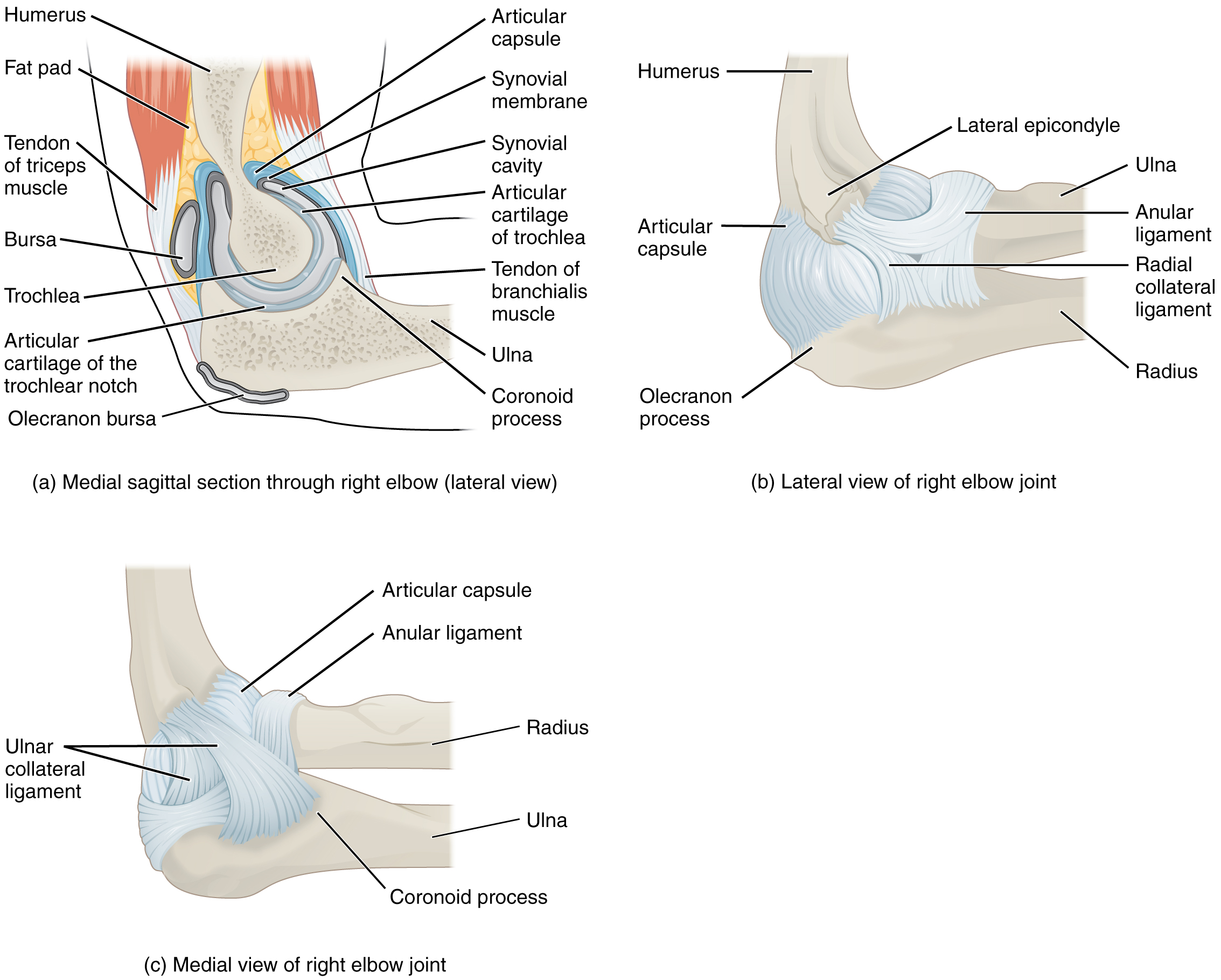 <p>Elbow Joint Structures