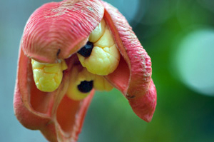<p>Ripe Ackee Fruit